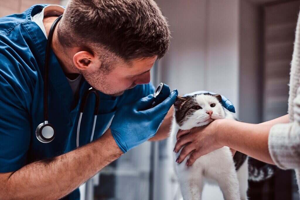 veterinarian looking into a cats ear
