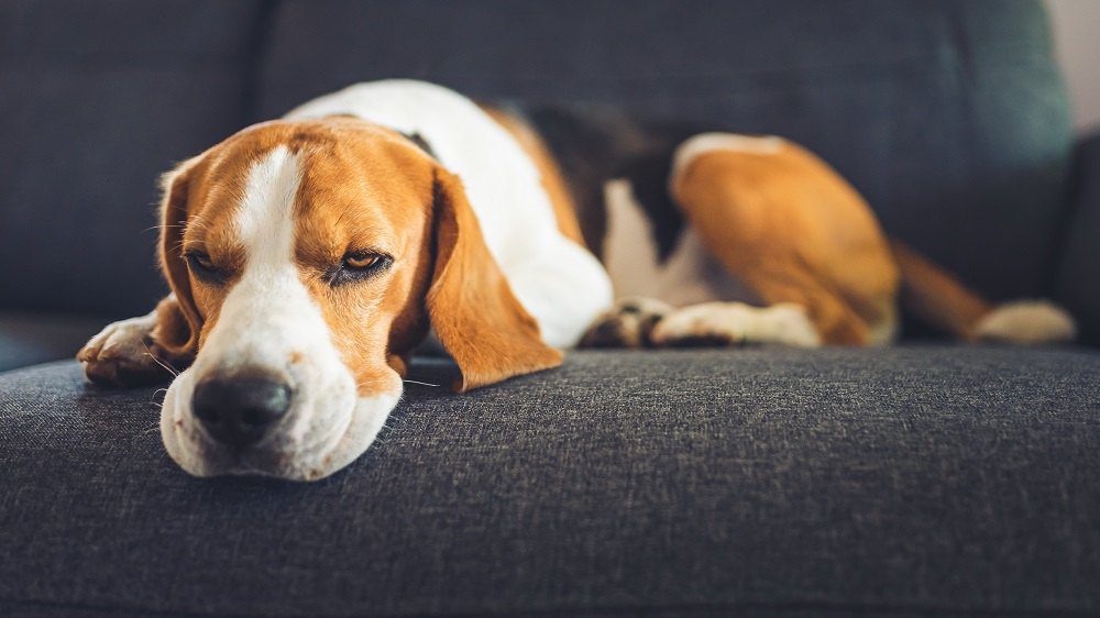 sleeping looking dog laying on the couch
