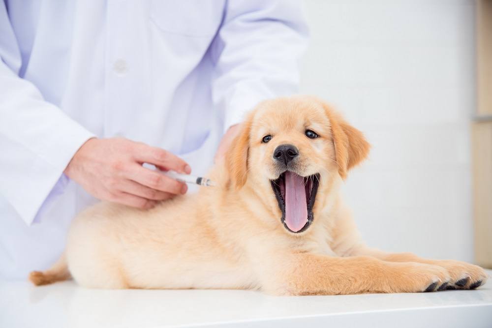 Puppy getting vaccination animal hospital in St. johns