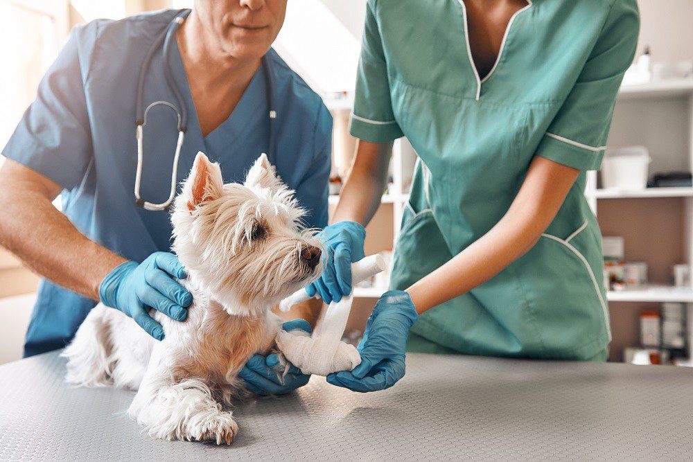 small white dog getting his front paw wrapped up by the veterinarians