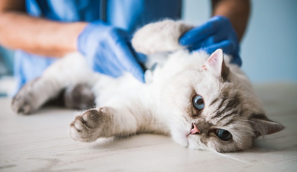 Vet bandaging dog emergency vet care clinic in jacksonville beach fl