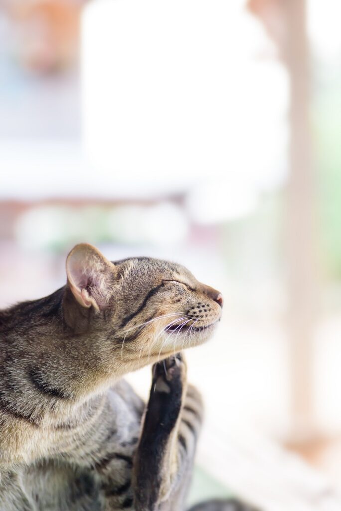 grey cat scratching his chin