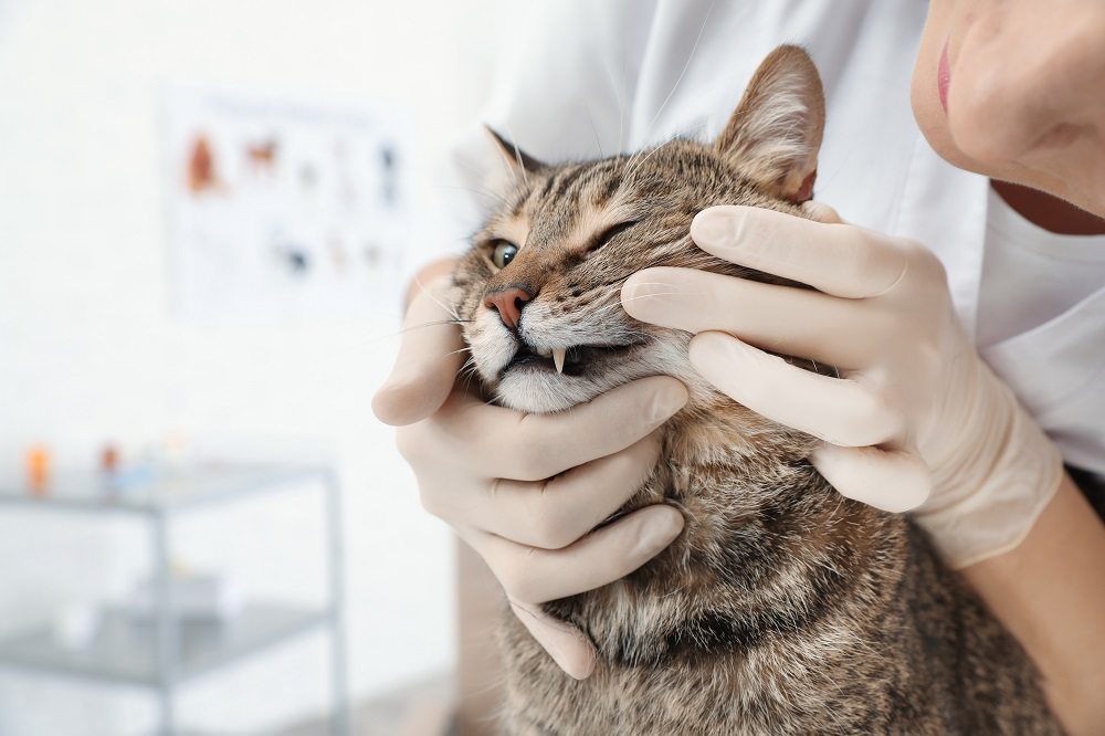 veterinarian checking out a cats teeth during an exam