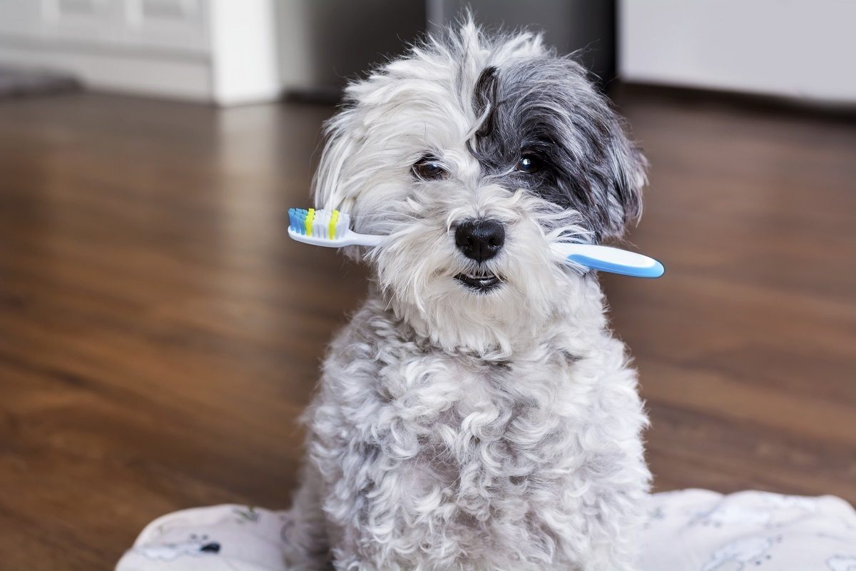 Puppy Holding Toothbrush at pet check up st. johns fl