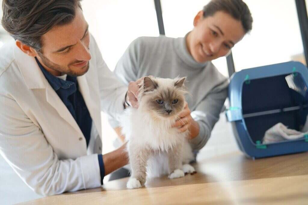 small kitten with the veterinarian and owner
