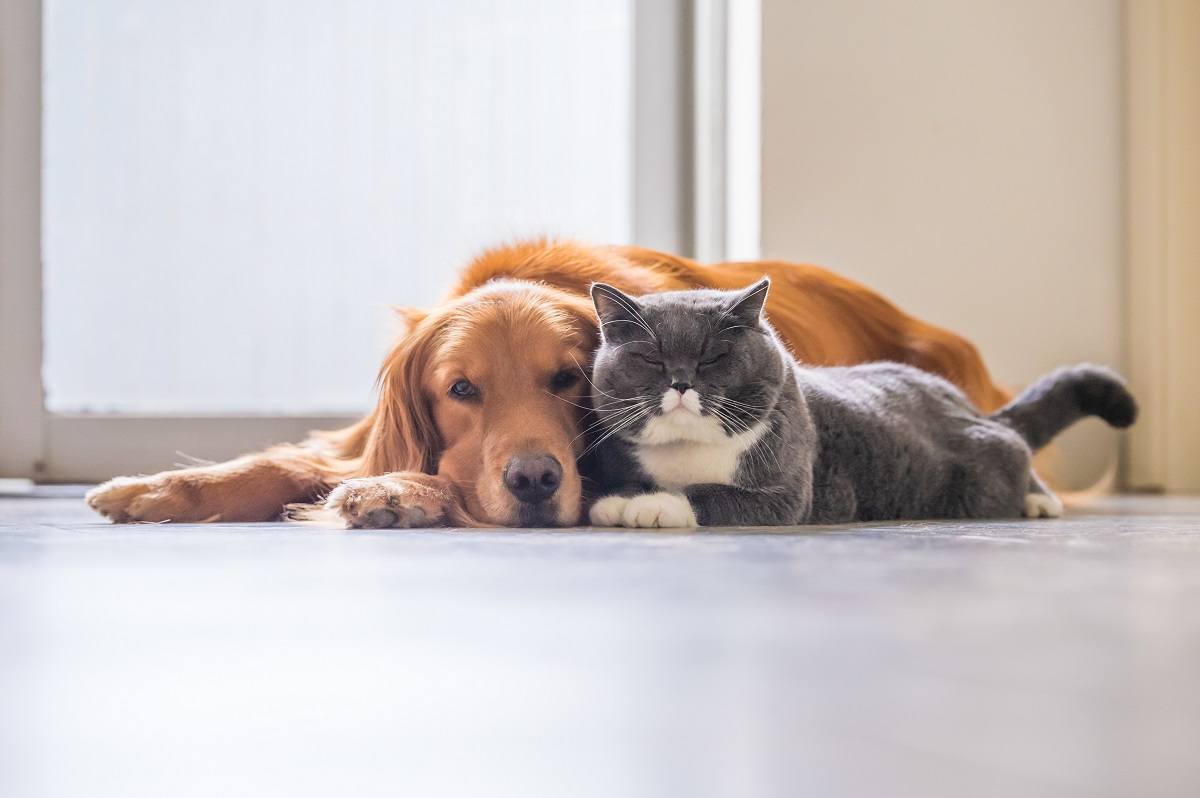 Dog and Cat Laying Down Together 