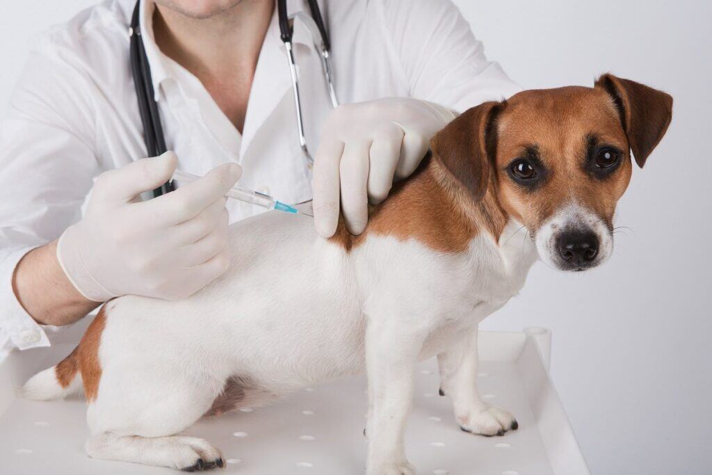 puppy getting a shot from the veterinarian