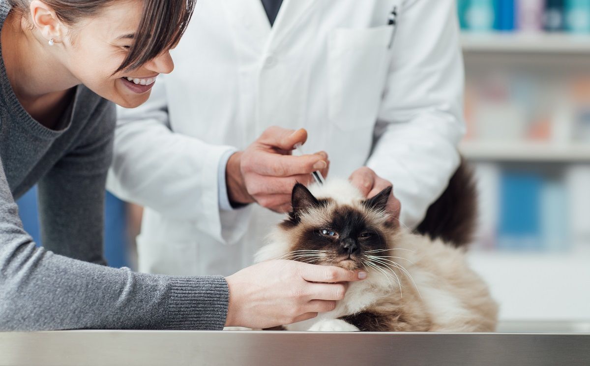 Cat receiving vaccination