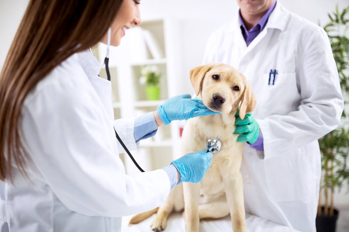 Dog at veterinarian getting pet vaccinations in Orlando fl