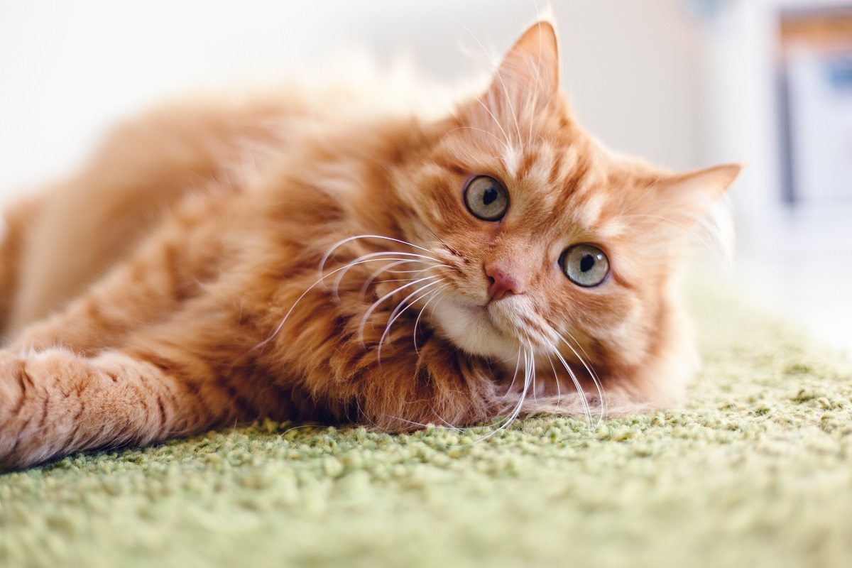 Orange cat who need pet vaccinations in Orlando fl