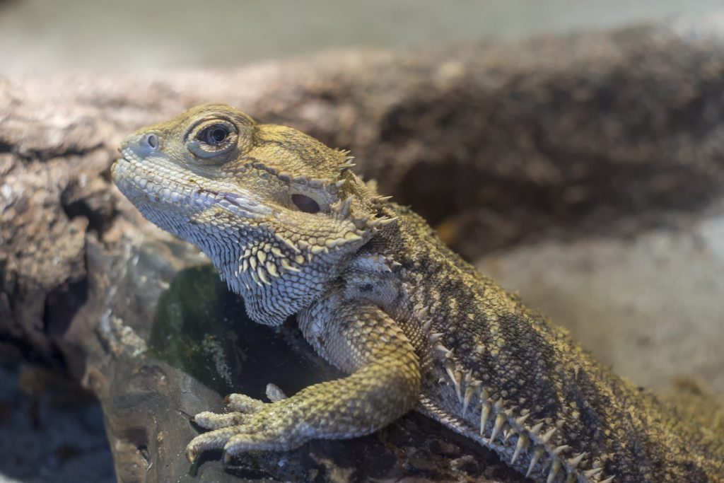 Bearded Dragon