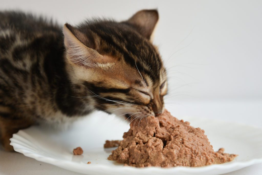 Small Bengal Kitten Eating From A Plate