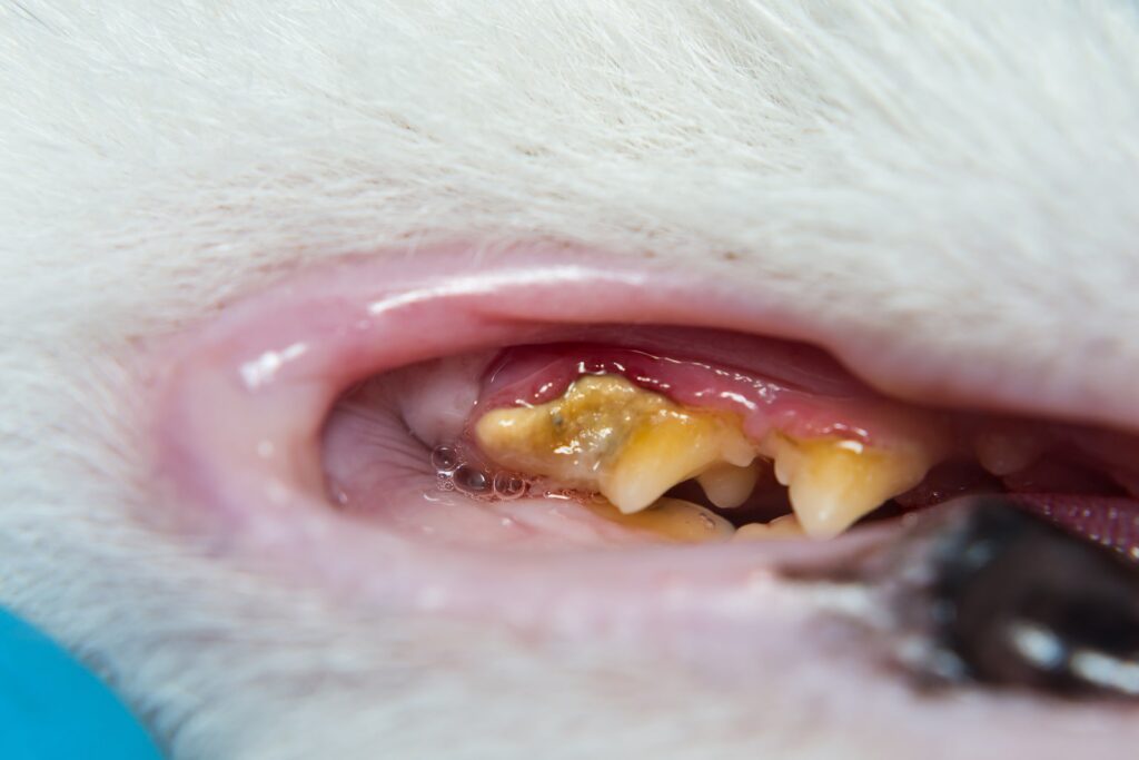 What Gum Retraction And Gingivitis Looks Like In Cats