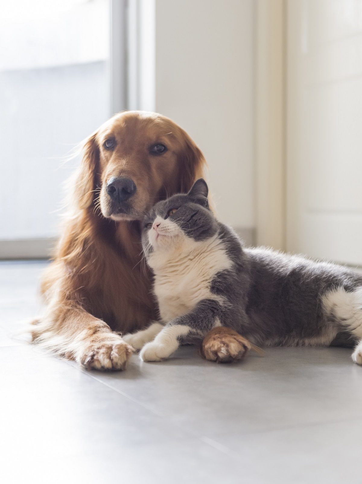 PET VACCINATIONS: WHY ARE THEY SO IMPORTANT?