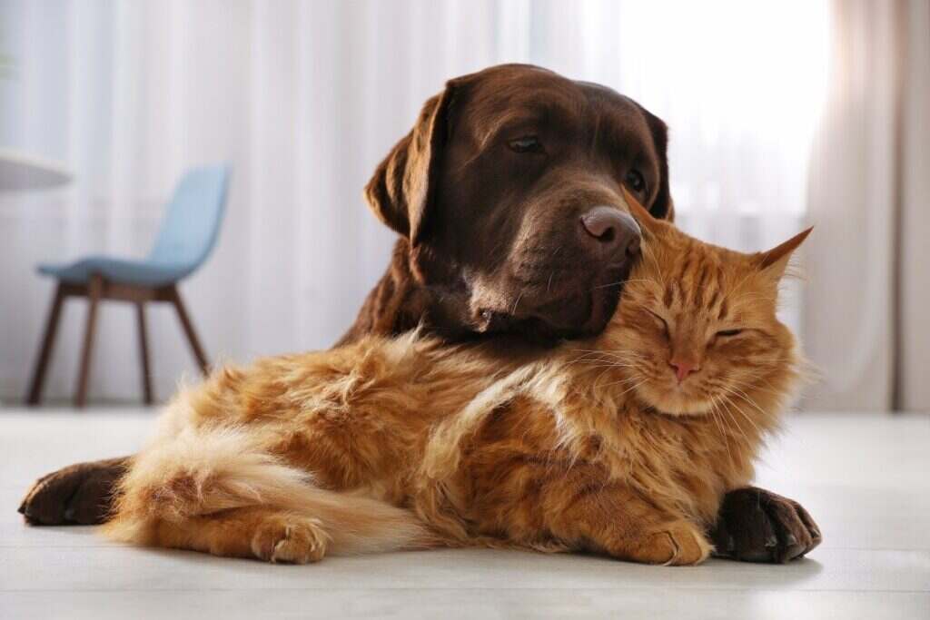 brown dog and golden colored cat sleeping together on the floor