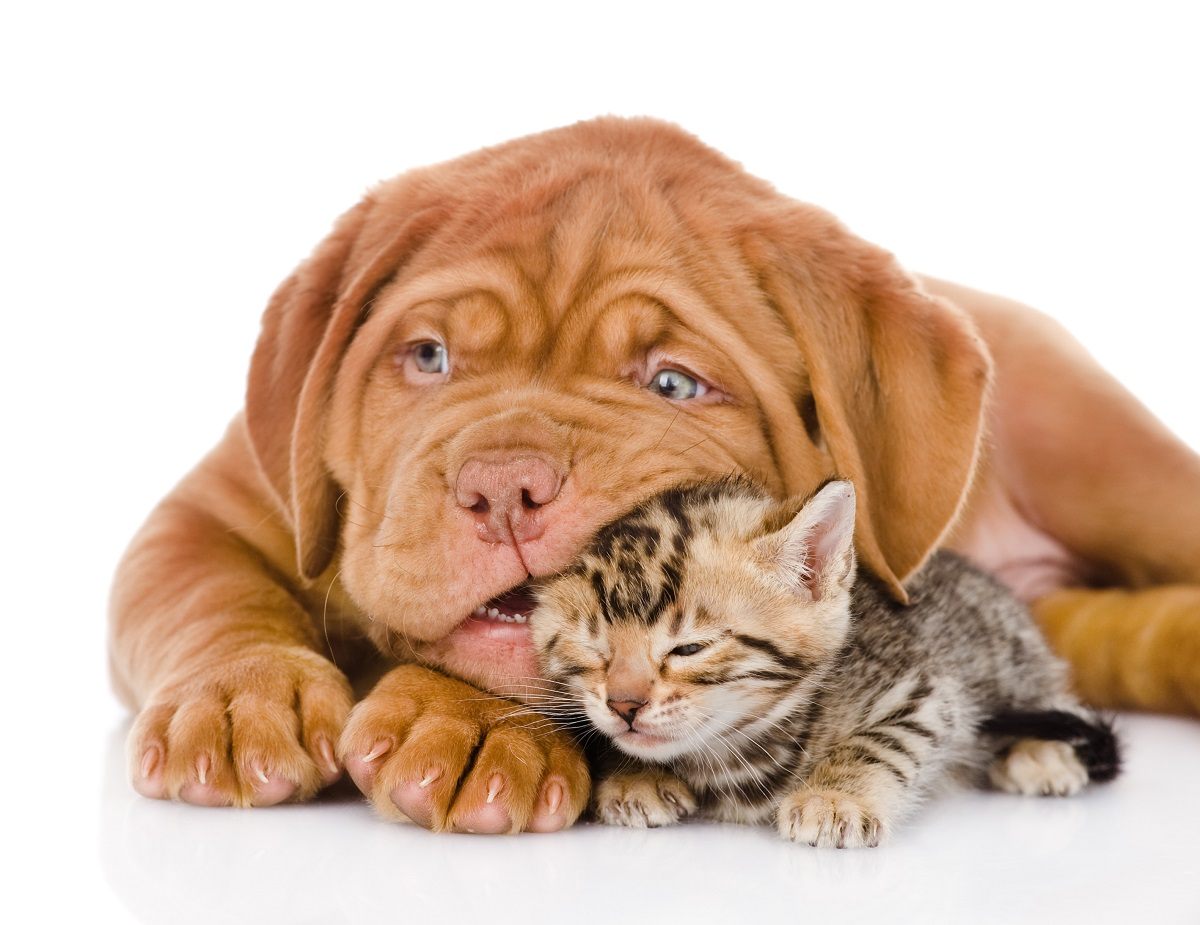 PREPARING FOR YOUR PET TO BE SPAYED