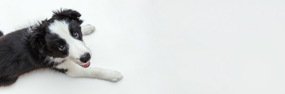 PREPARING FOR YOUR PET