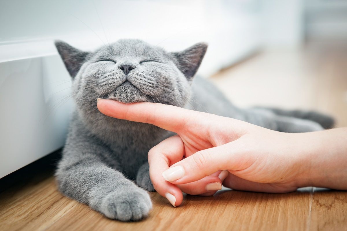 PET TUMORS