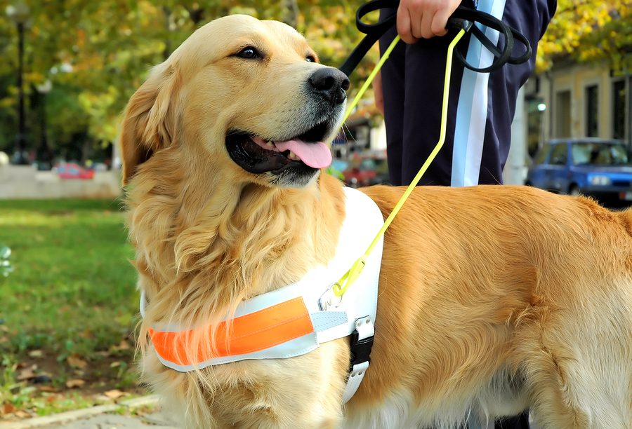 Emotional Support Dog On a Walk With Their Owner