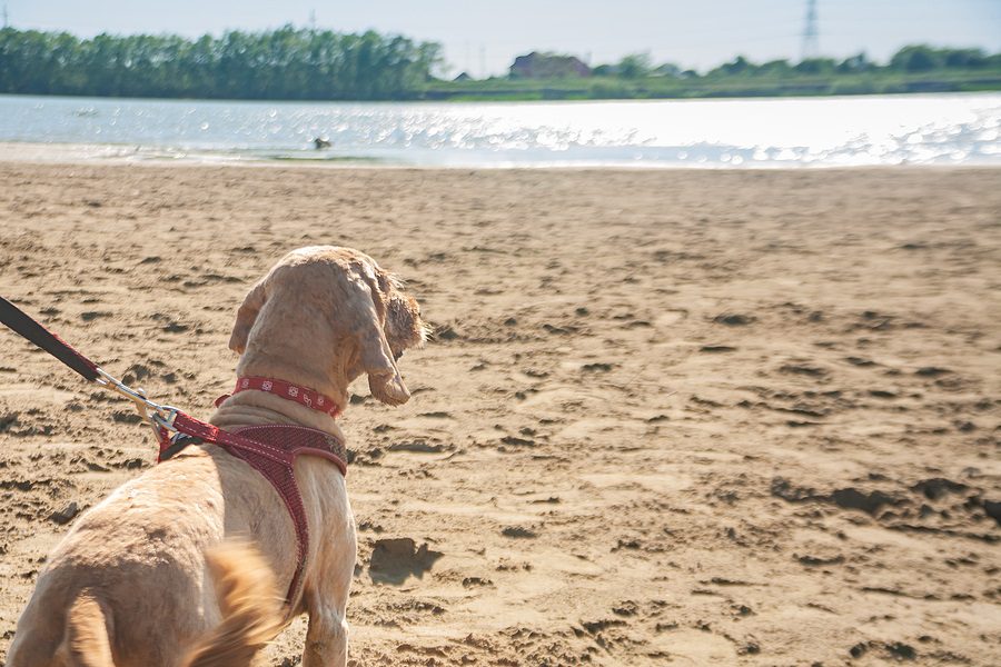 dog on the beach looking at the water