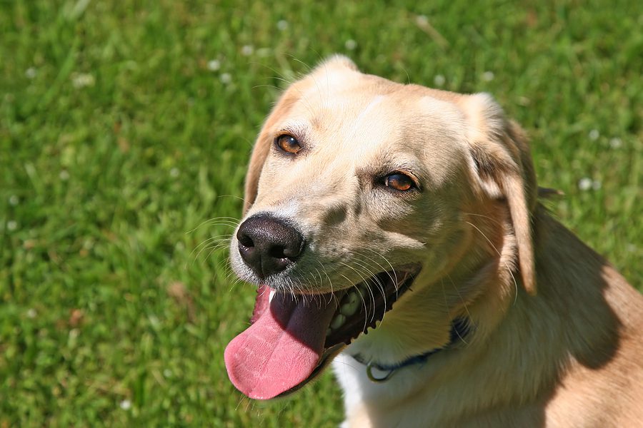 dog sitting in the grass and panting