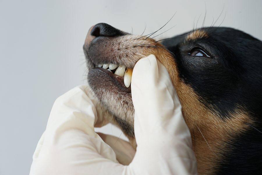dog getting his teeth looked at