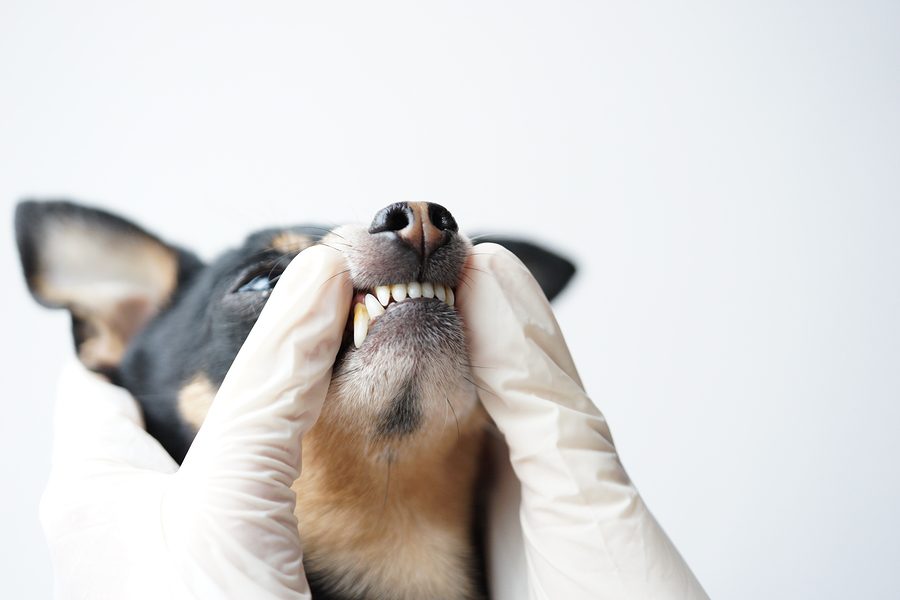 Dog Getting Their Teeth Looked At