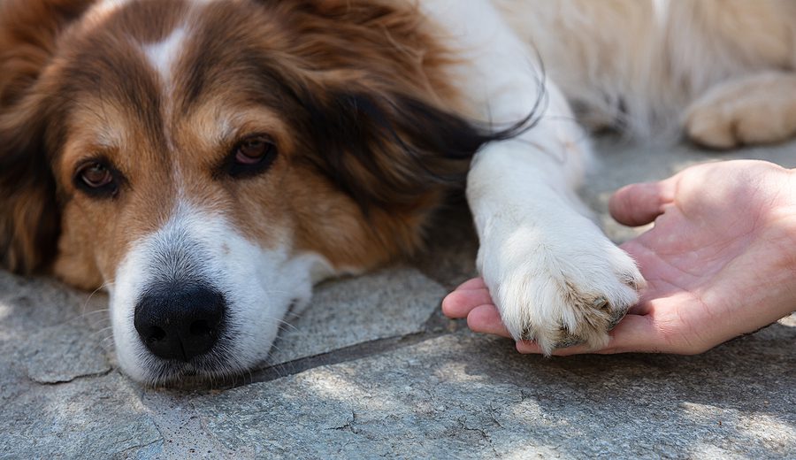 dog laying down while his owner holds his paw