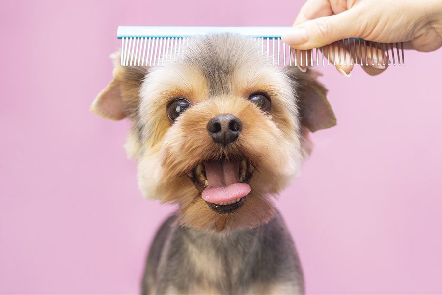 small puppy being brushed by a comb