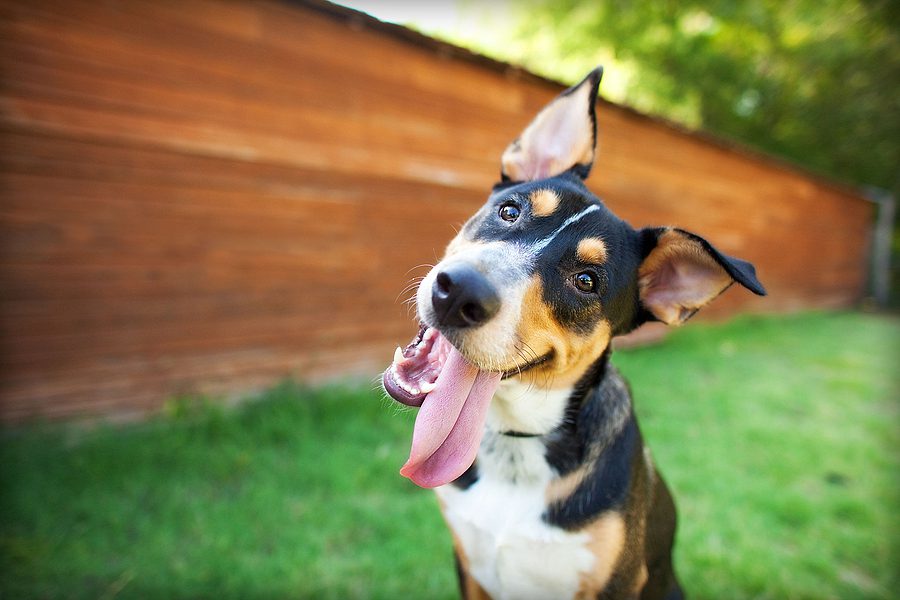 Dog With Tilted Head And Tongue Sticking Out