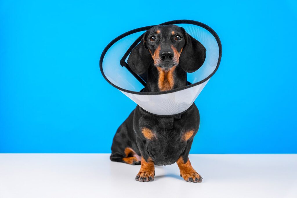 Dog With A Recovery Collar Around Their Neck
