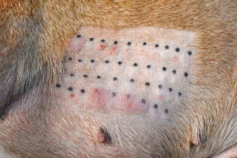 dog during allergy testing