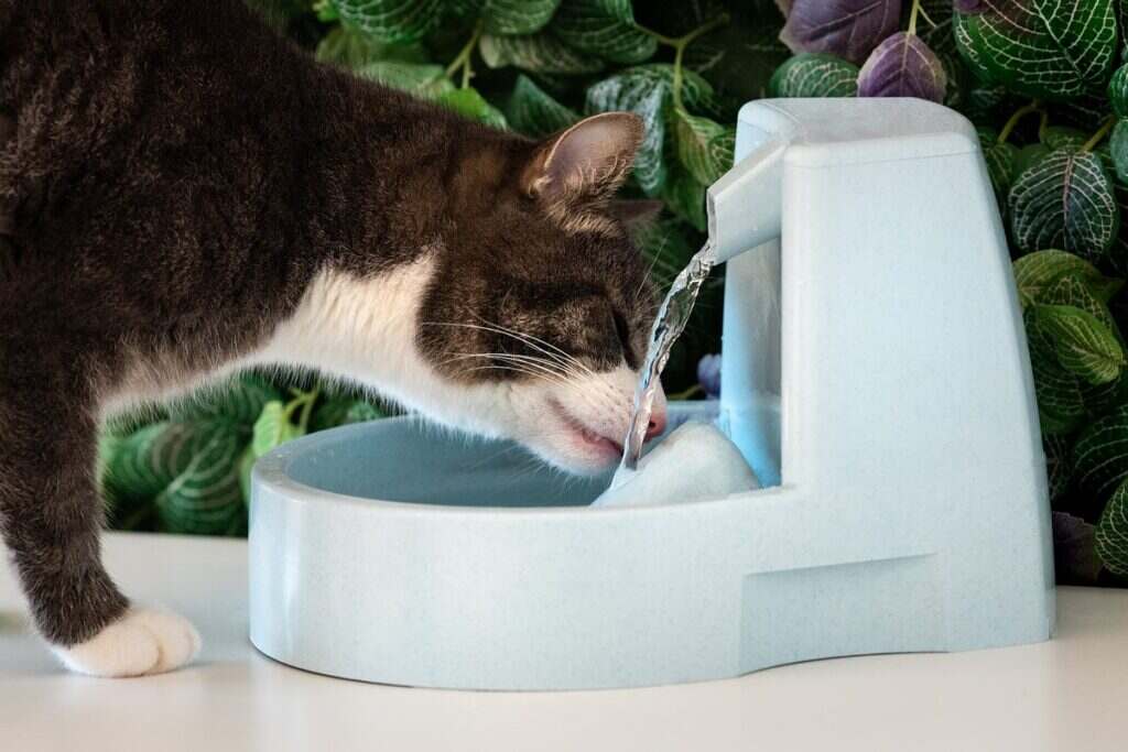 cat drinking water from the cat fountain