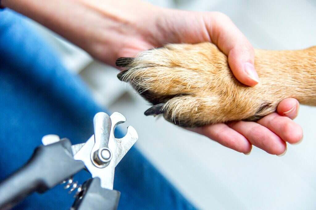 dog getting their nails cut