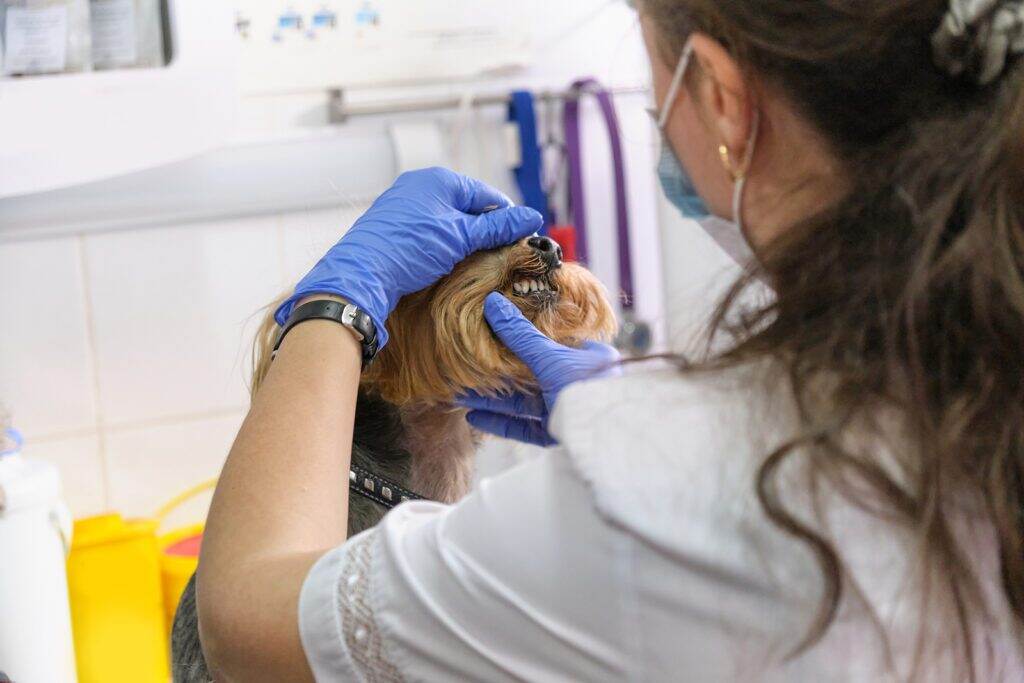 veterinarian looking at a dogs teeth during an exam