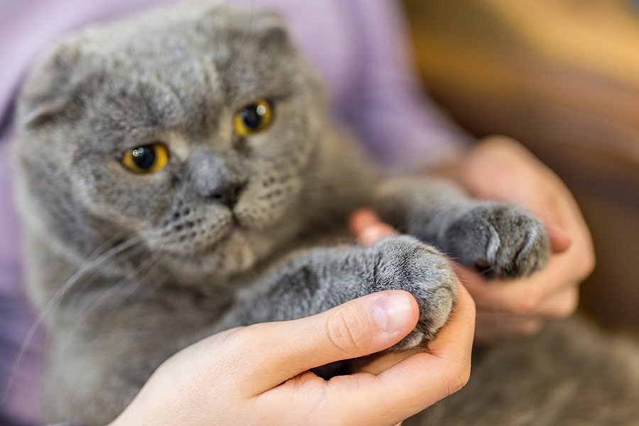 Vet Technician Showing A Cats Paws