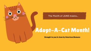 June 2018 Adopt A Pet at Forever Vets Animal Hospital in Florida banner