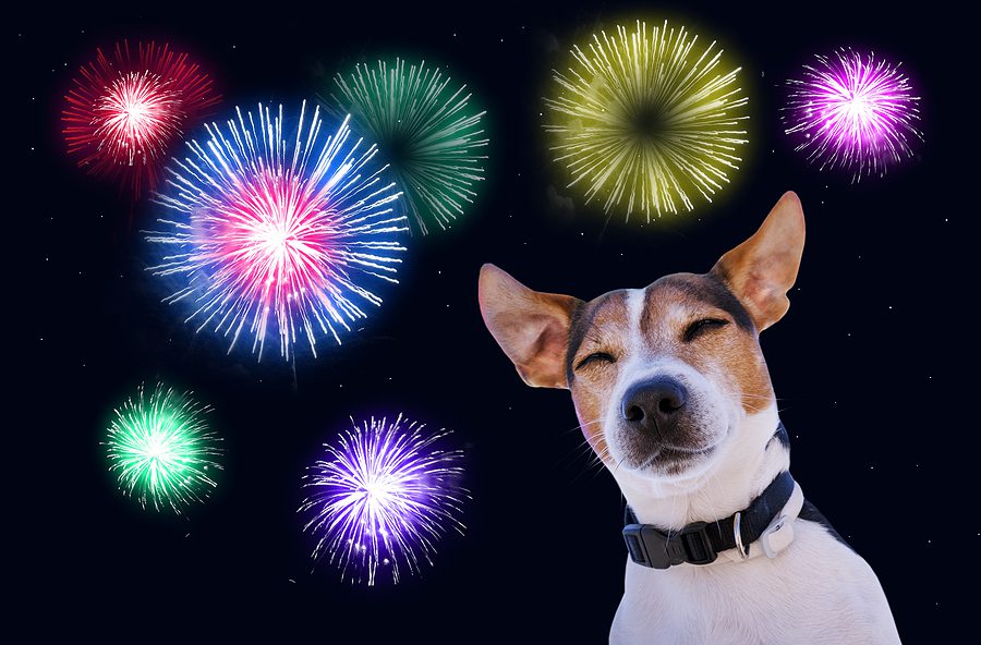 dog with fireworks in the background
