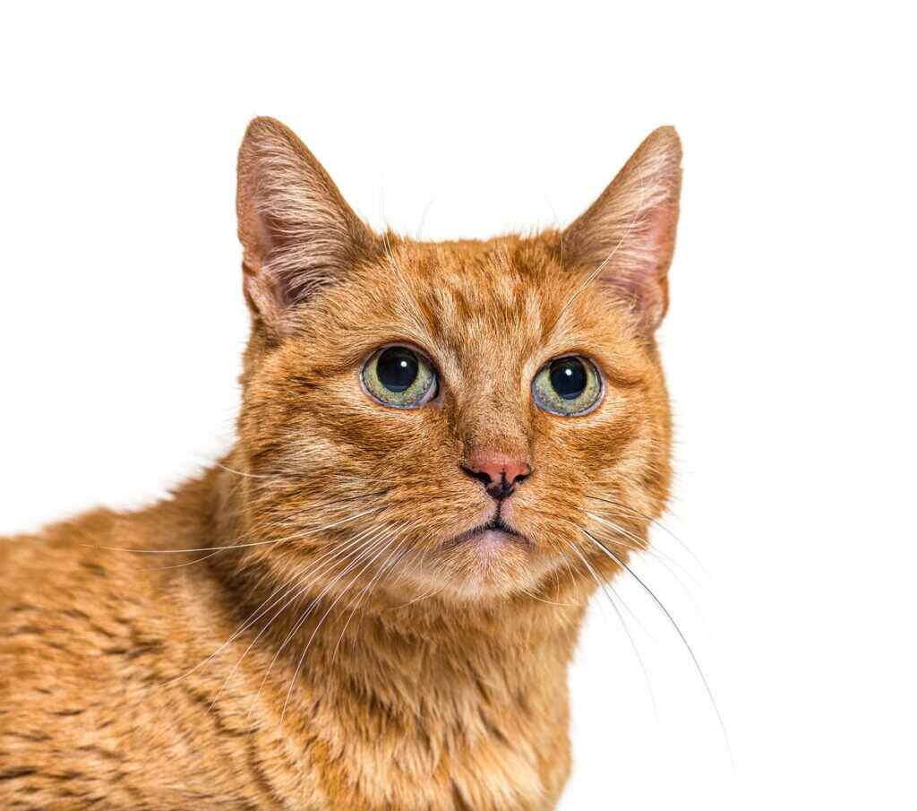 golden colored cat with green eyes