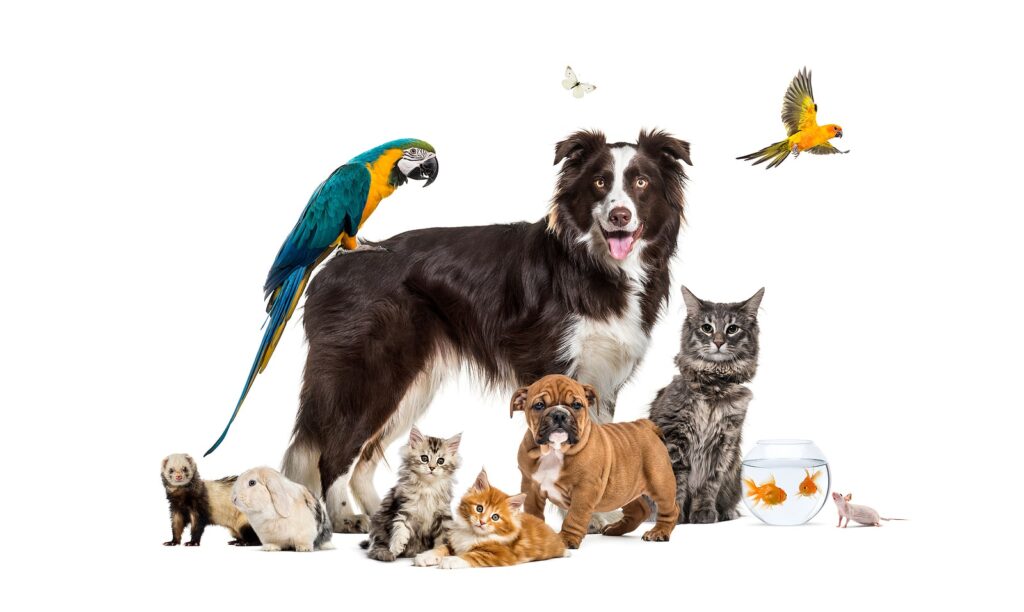 Group Of Different Types Of Pets To Have Posing