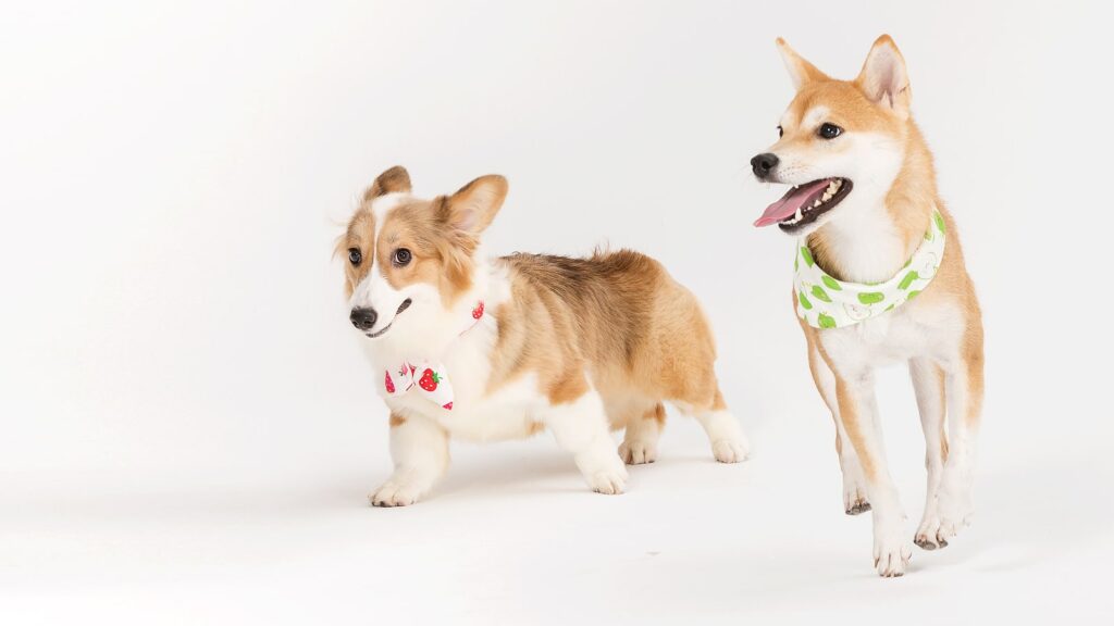 Close Up Of Dogs At Indoor Dog Daycare