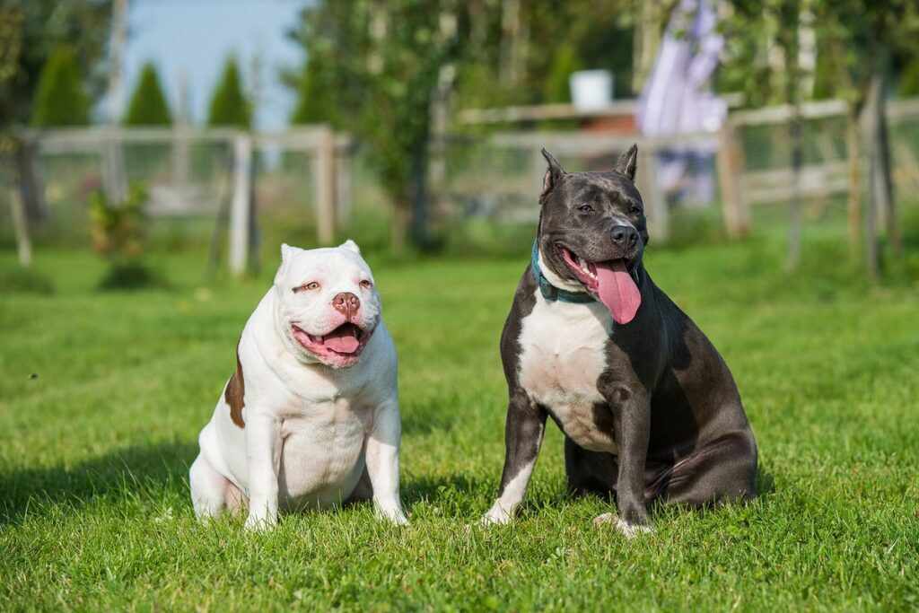 two dogs sitting in the grass outside and panting