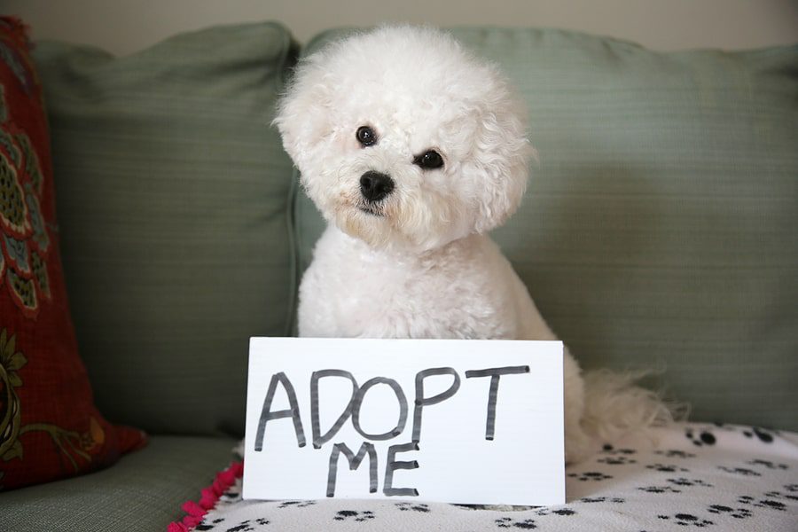 Little White Dog Holding Adopt Me Sign