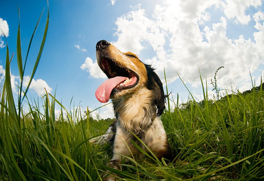 Panting Dog laying in the grass