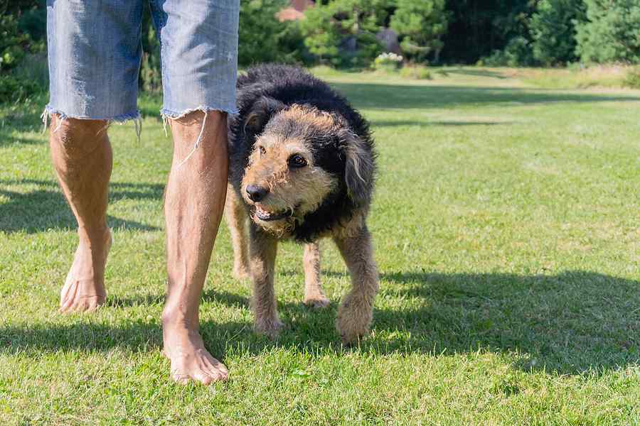 dog walking in the grass behind their owner