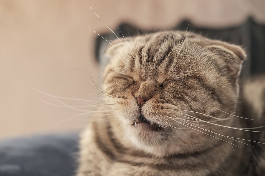 Cat Sneezing
