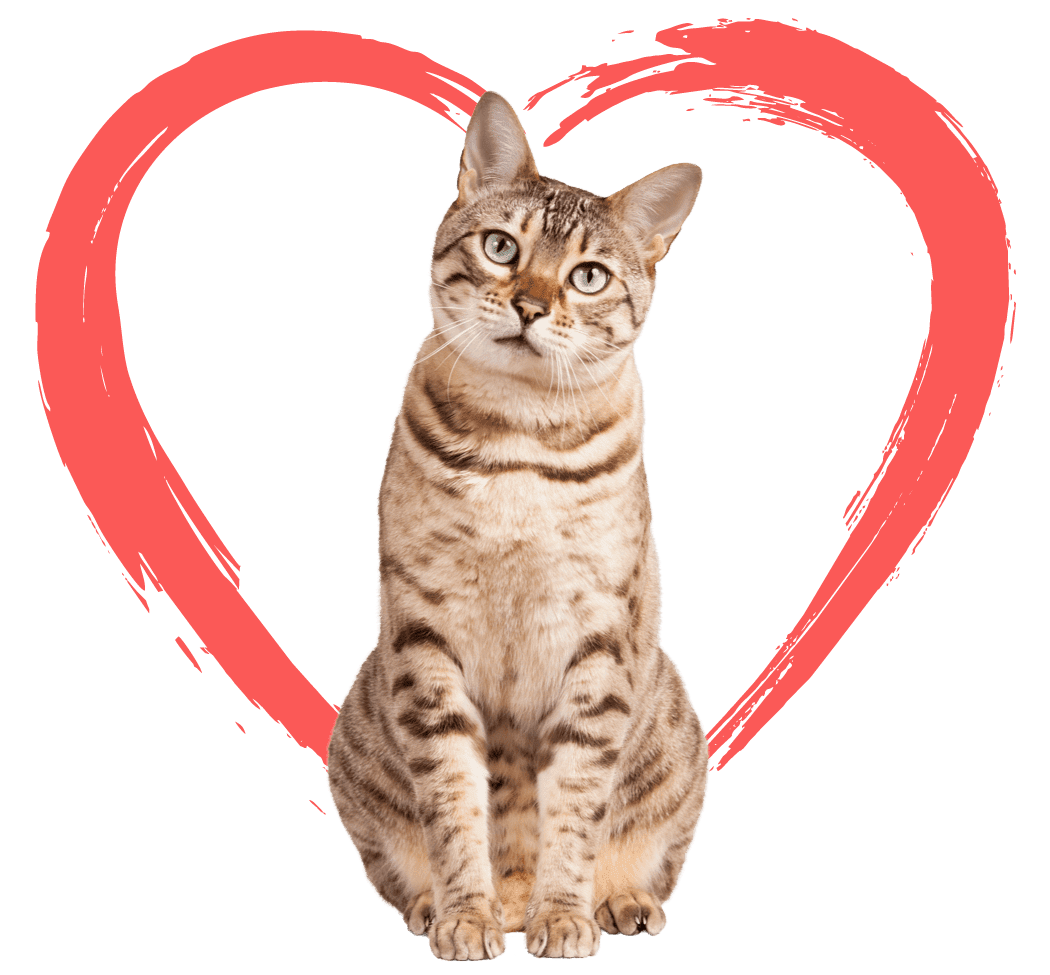 Cute Bengal Cat Sitting with logo heart behind cat