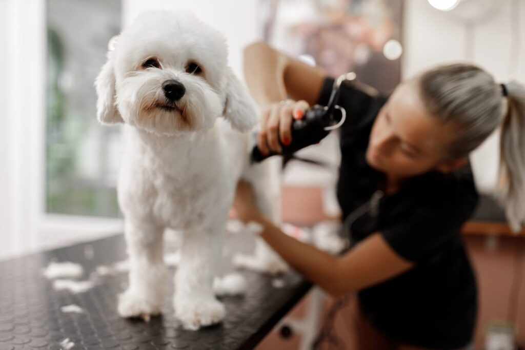 white dog getting a haircut by the groomer