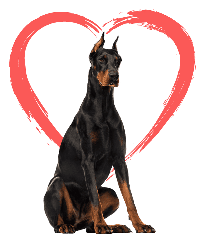 Doberman Pinscher Sitting with logo heart behind dog