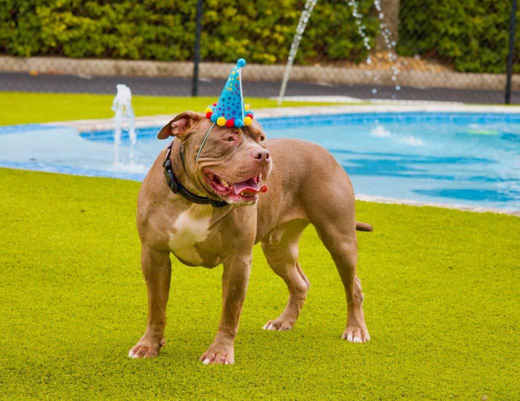 happy dog wearing a party hat